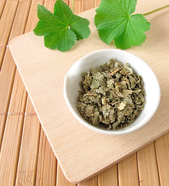 PraxisLaemmerhirt_Frauenmantel_Naturheilk PraxisLaemmerhirt_Frauenmantel_Naturheilk